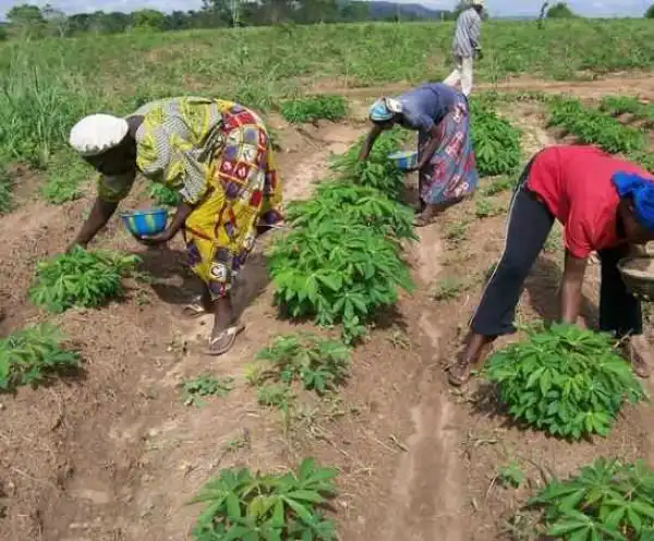 Federal Government Cuts Fertiliser Price by Half